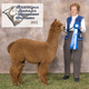 Sonata wins blue at Carolina Alpaca Classic