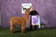 Color Champion 2012 Northeast Alpaca Expo