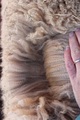 VERY FINE, CRIMPY FLEECE W/ A LONG STAPLE