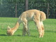 After shearing, June 2016. 