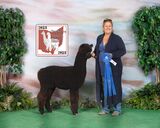 alpaca for sale