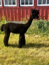 alpaca for sale