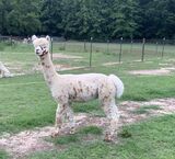 alpaca for sale