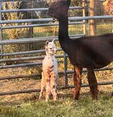 alpaca for sale