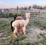 alpaca for sale