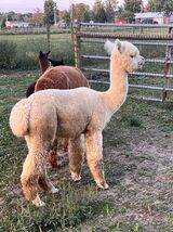 alpaca for sale