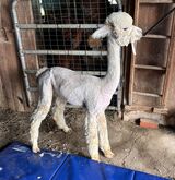 alpaca for sale