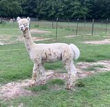 alpaca for sale