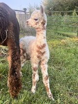 alpaca for sale