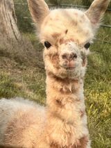 alpaca for sale