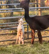 alpaca for sale