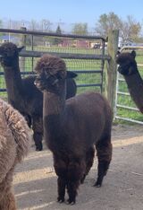 alpaca for sale