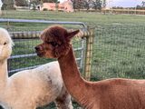 alpaca for sale