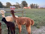 alpaca for sale