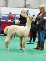 alpaca for sale