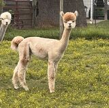 alpaca for sale