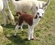 2013 cria - FTAF's Zorro