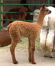 2007 cria