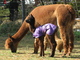 Collina with Prima, her 2011 cria