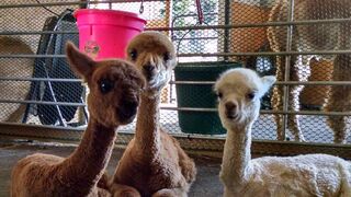 Alpaca Experience