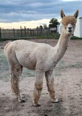 alpaca for sale