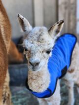 alpaca for sale