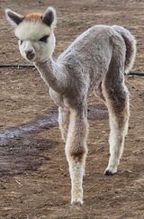 alpaca for sale