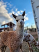 alpaca for sale