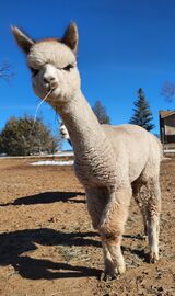 alpaca for sale