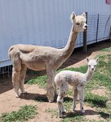 alpaca for sale