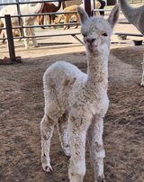 alpaca for sale