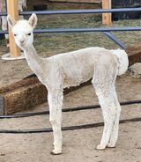 alpaca for sale