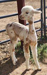 alpaca for sale