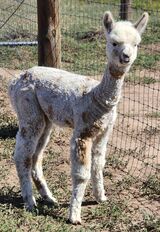 alpaca for sale