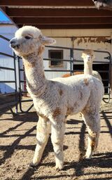 alpaca for sale