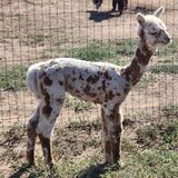 alpaca for sale