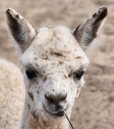 alpaca for sale