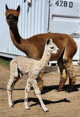 alpaca for sale