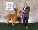 alpaca for sale