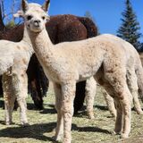 alpaca for sale