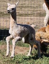 alpaca for sale