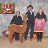 alpaca for sale