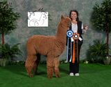 alpaca for sale