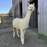 alpaca for sale