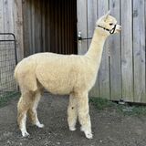 alpaca for sale