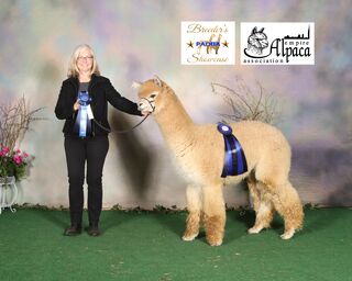 alpaca for sale