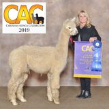 alpaca for sale