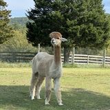 alpaca for sale