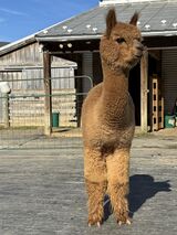 alpaca for sale