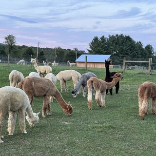 alpaca for sale